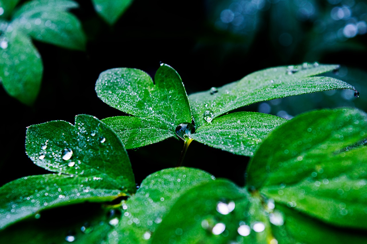 water water drop tropical free photo