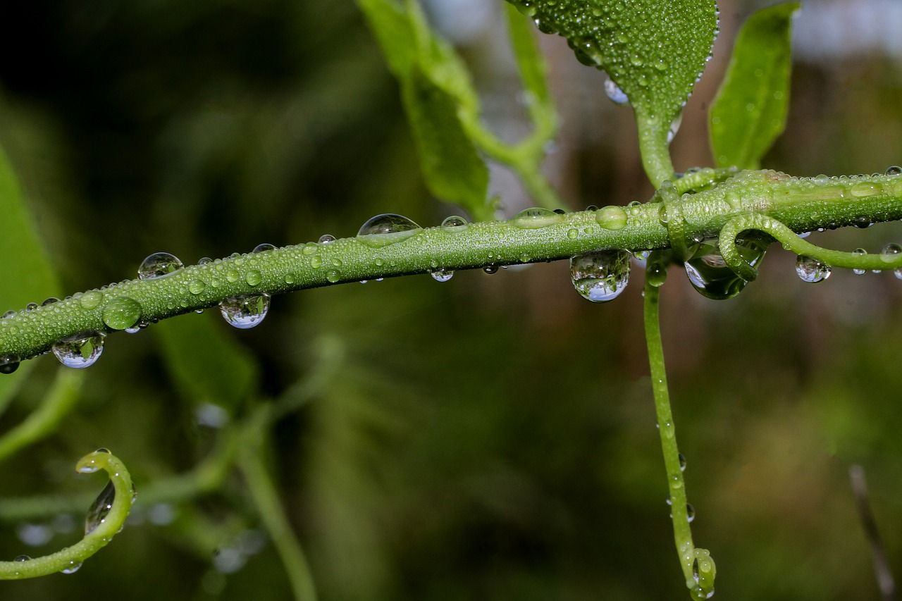 water drops nature free photo