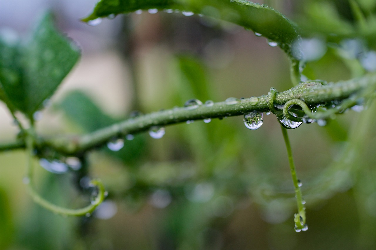 water drops nature free photo