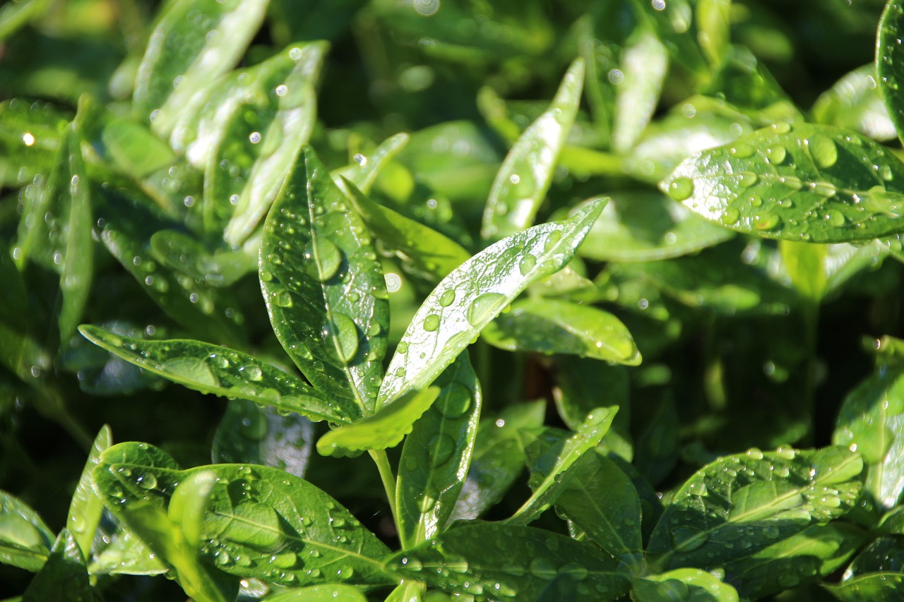 water raindrop leaves free photo