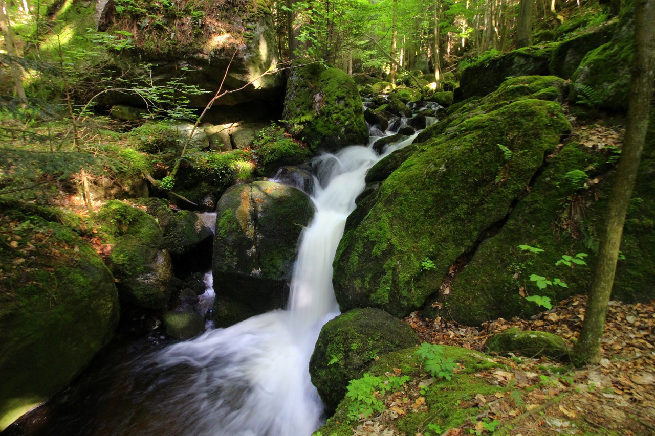 water rock moss free photo