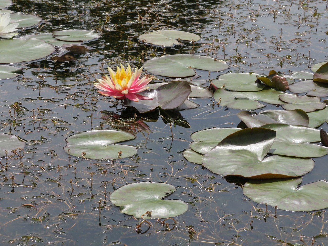 water waterlily lily free photo