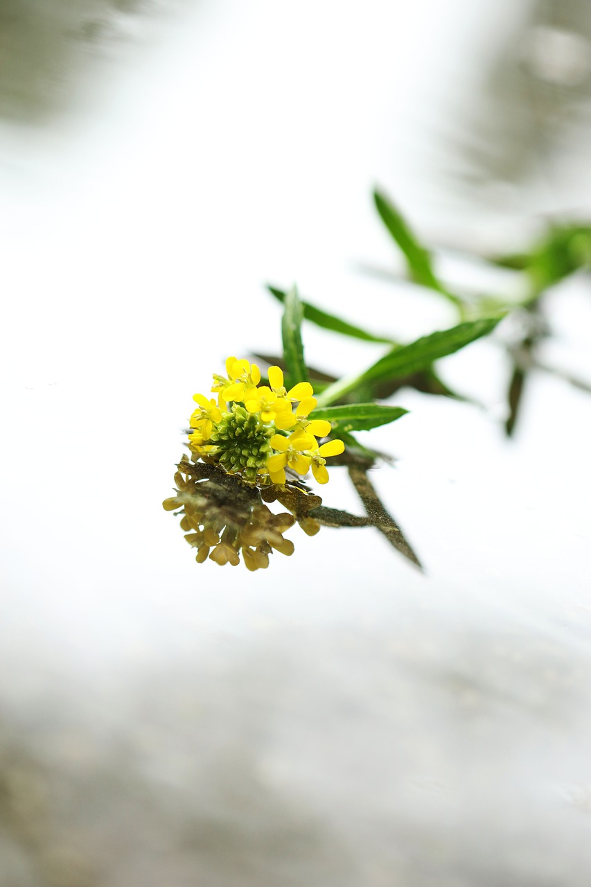 water rain flower free photo