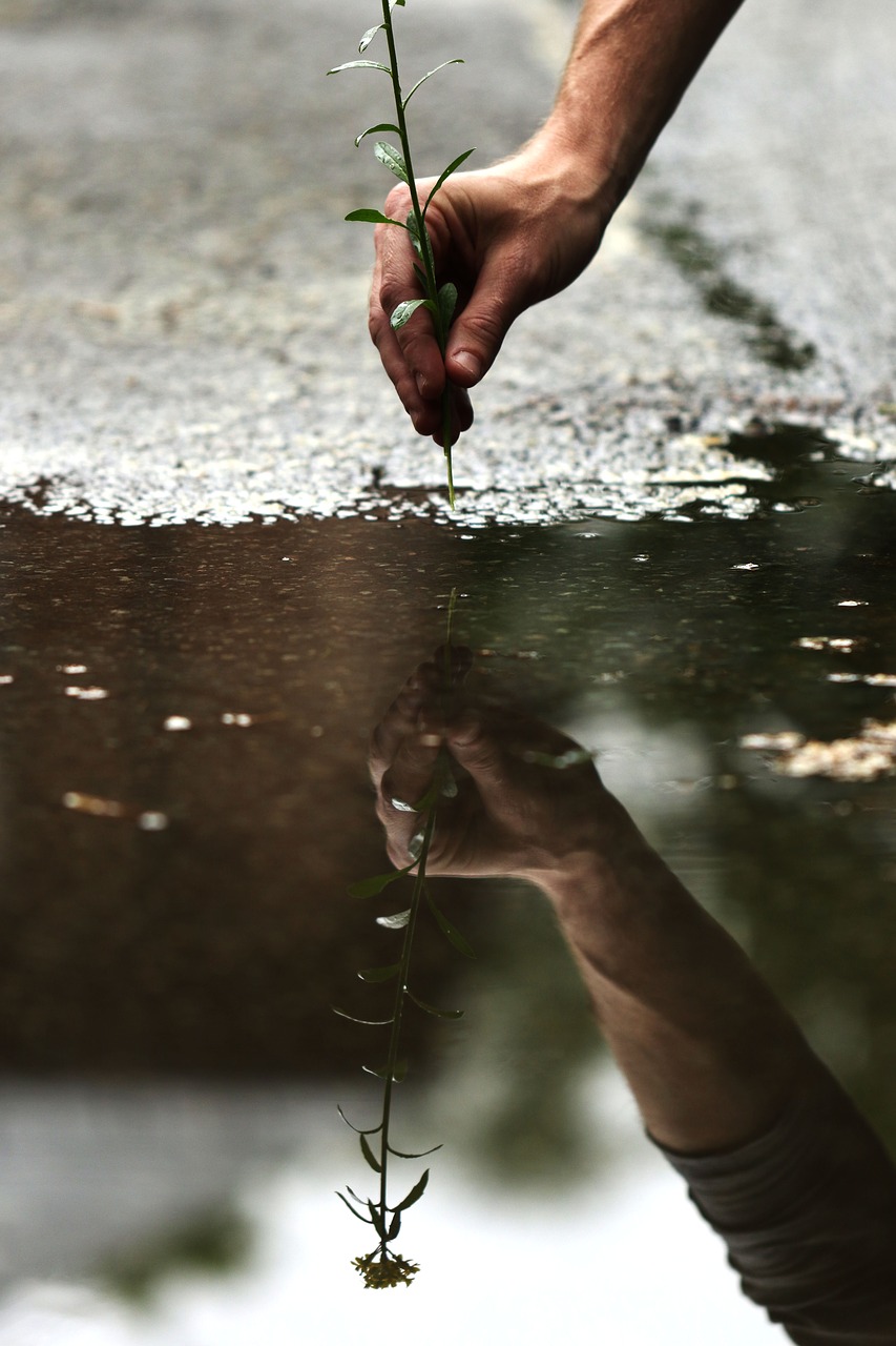 water rain spring flower free photo