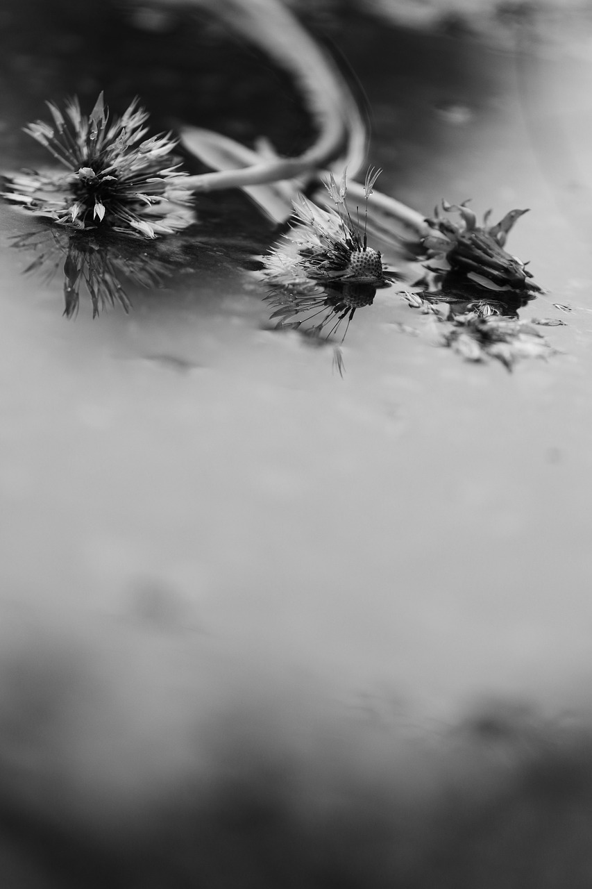 water rain flower free photo