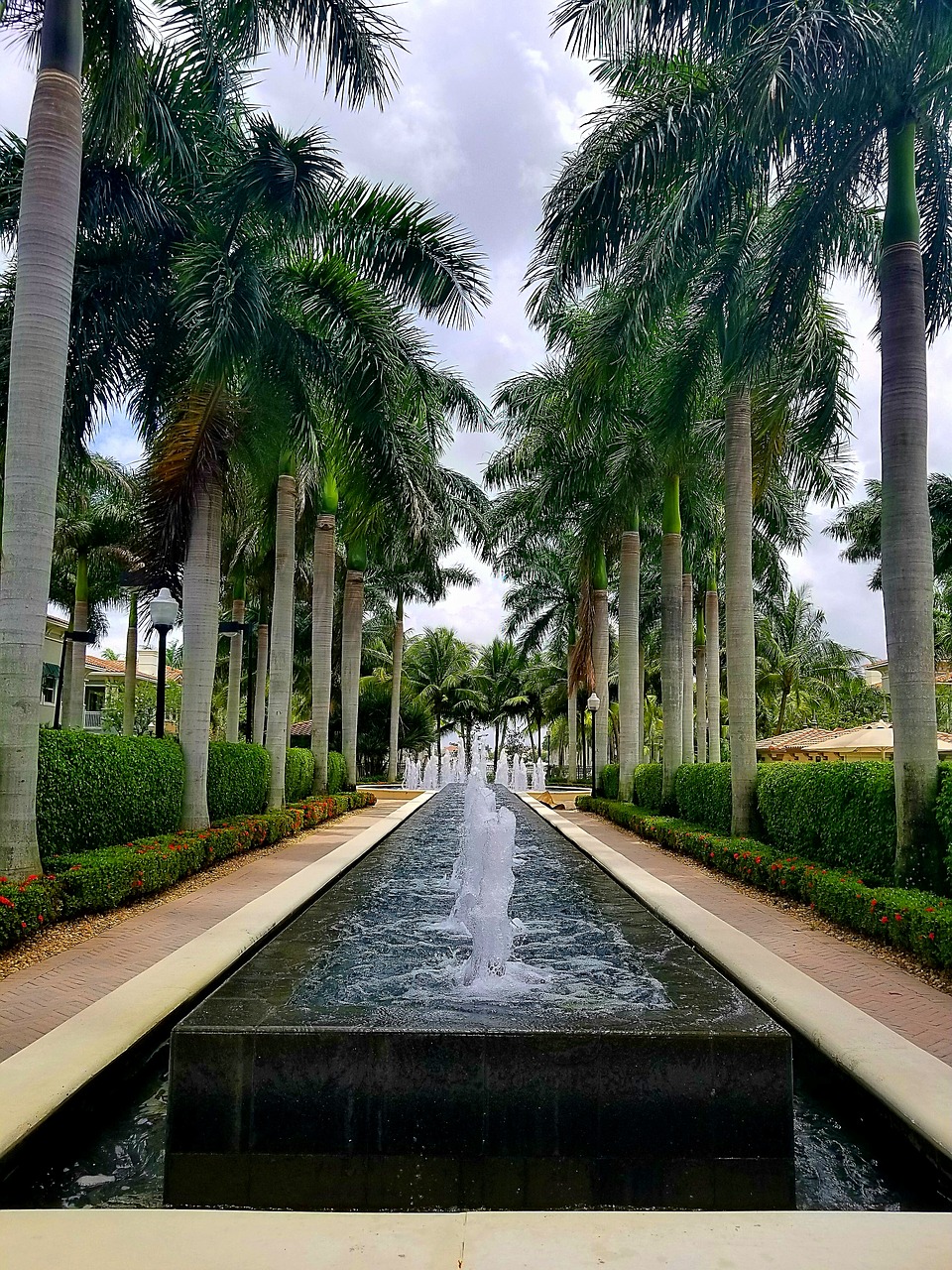 water fountain palms free photo