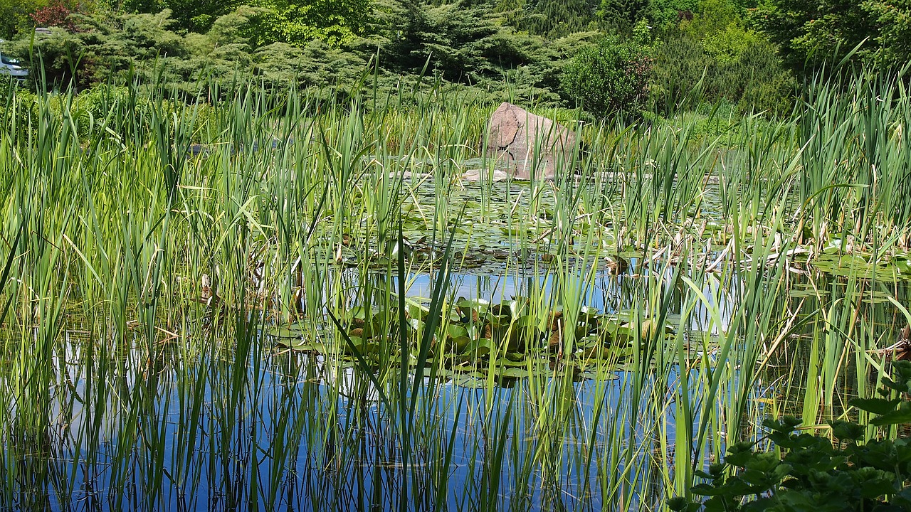 water blackjack landscape free photo