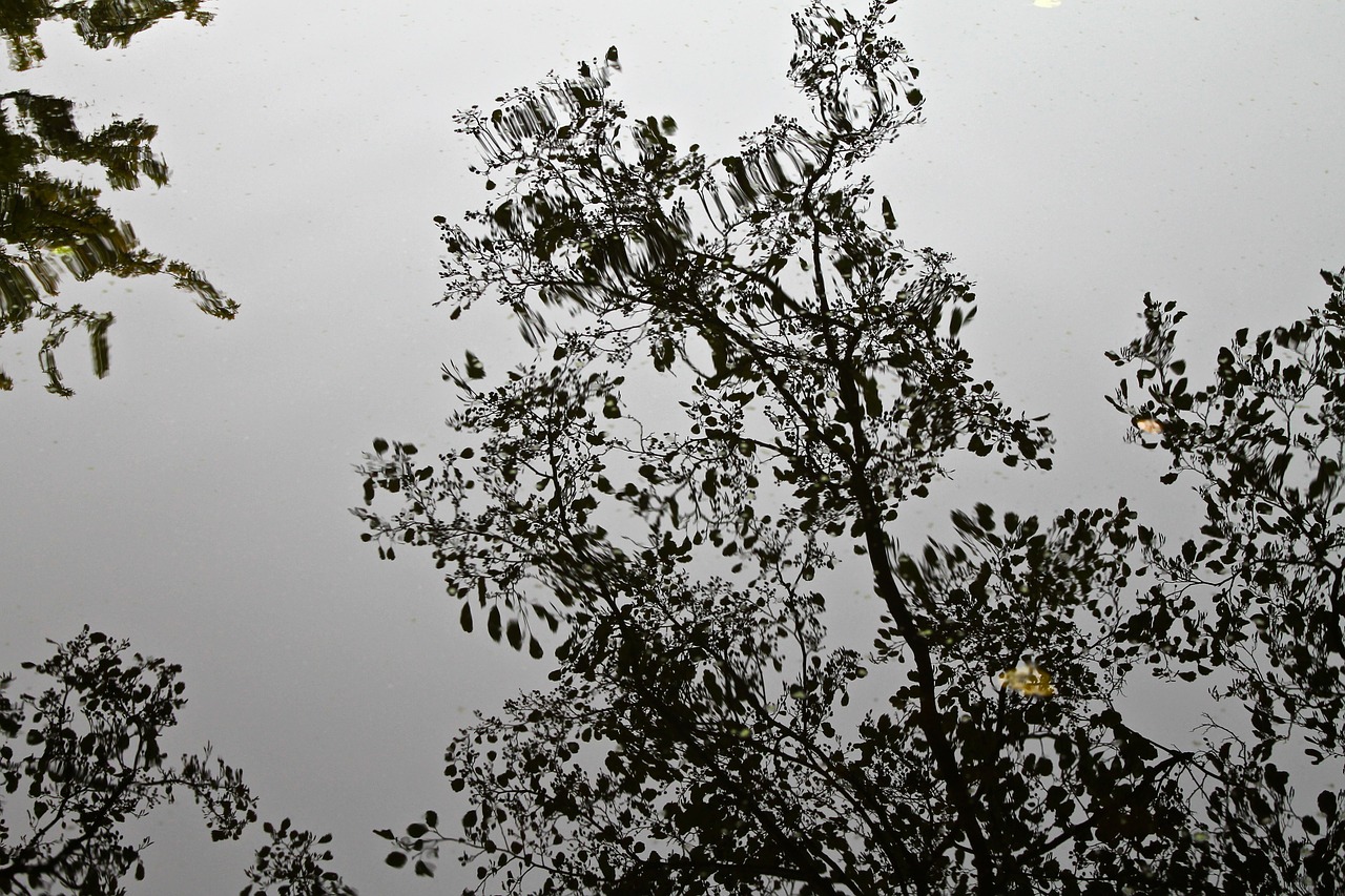 water reflexion leaves free photo