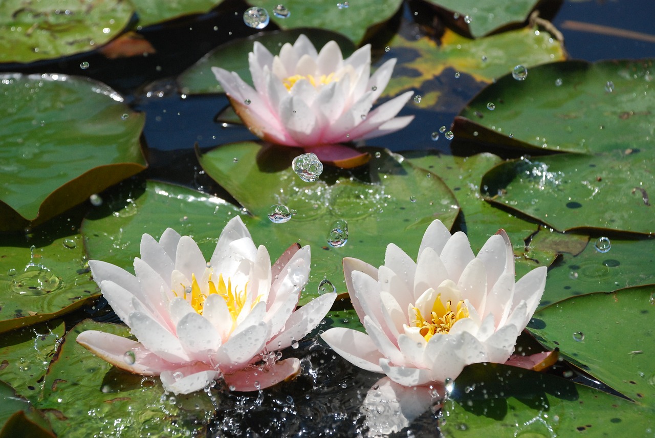 water water lily aquatic plant free photo