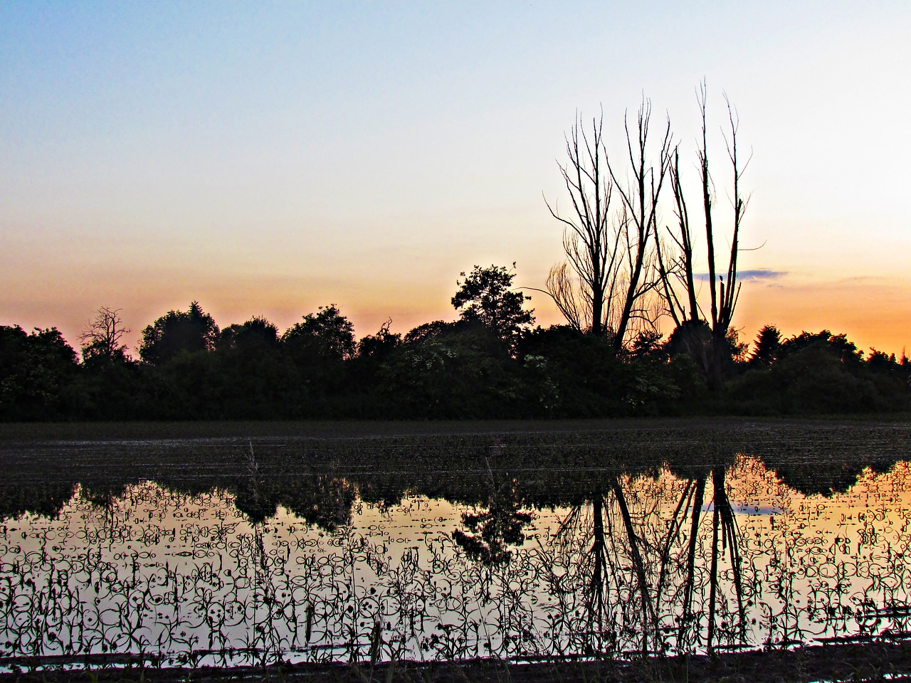 water west tree free photo