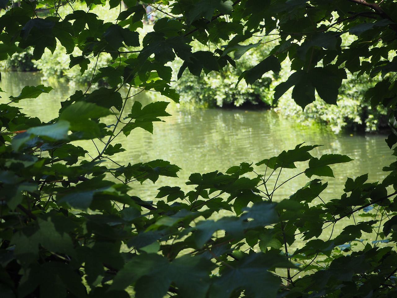 water leaves mirroring free photo