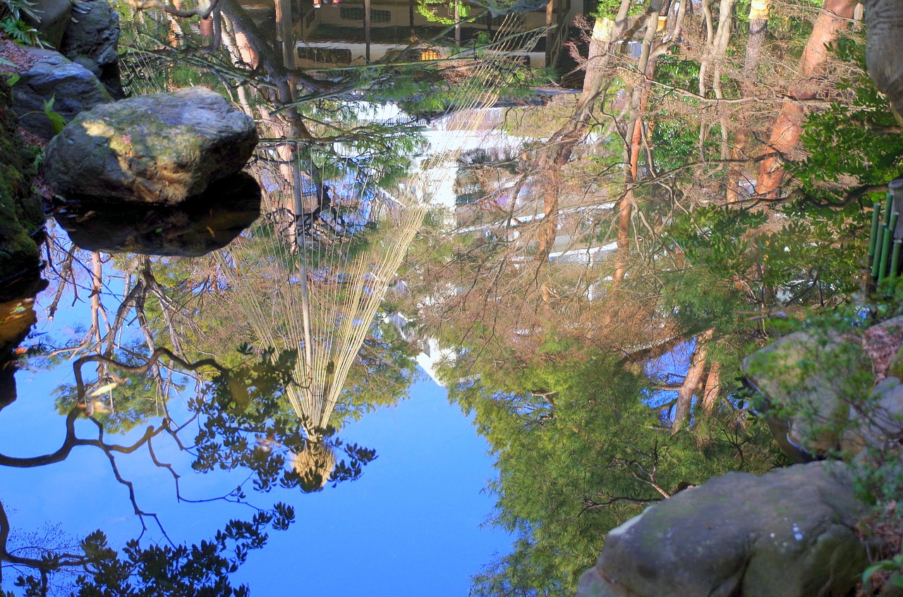 water light forest free photo