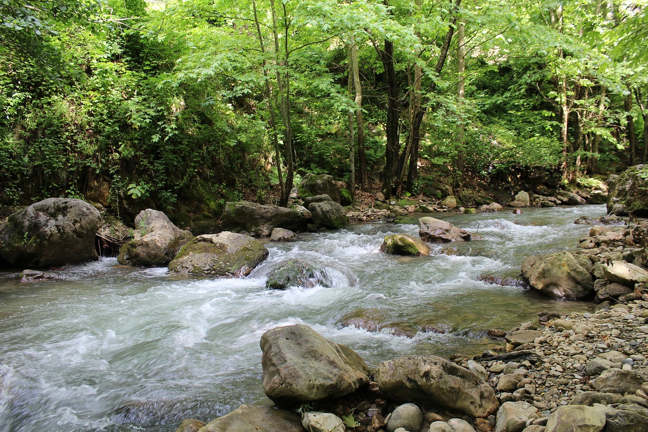 water forest nature free photo