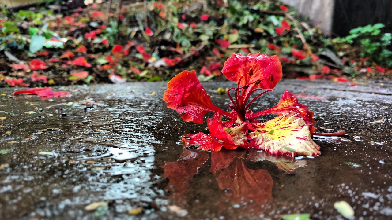 water rain flower free photo