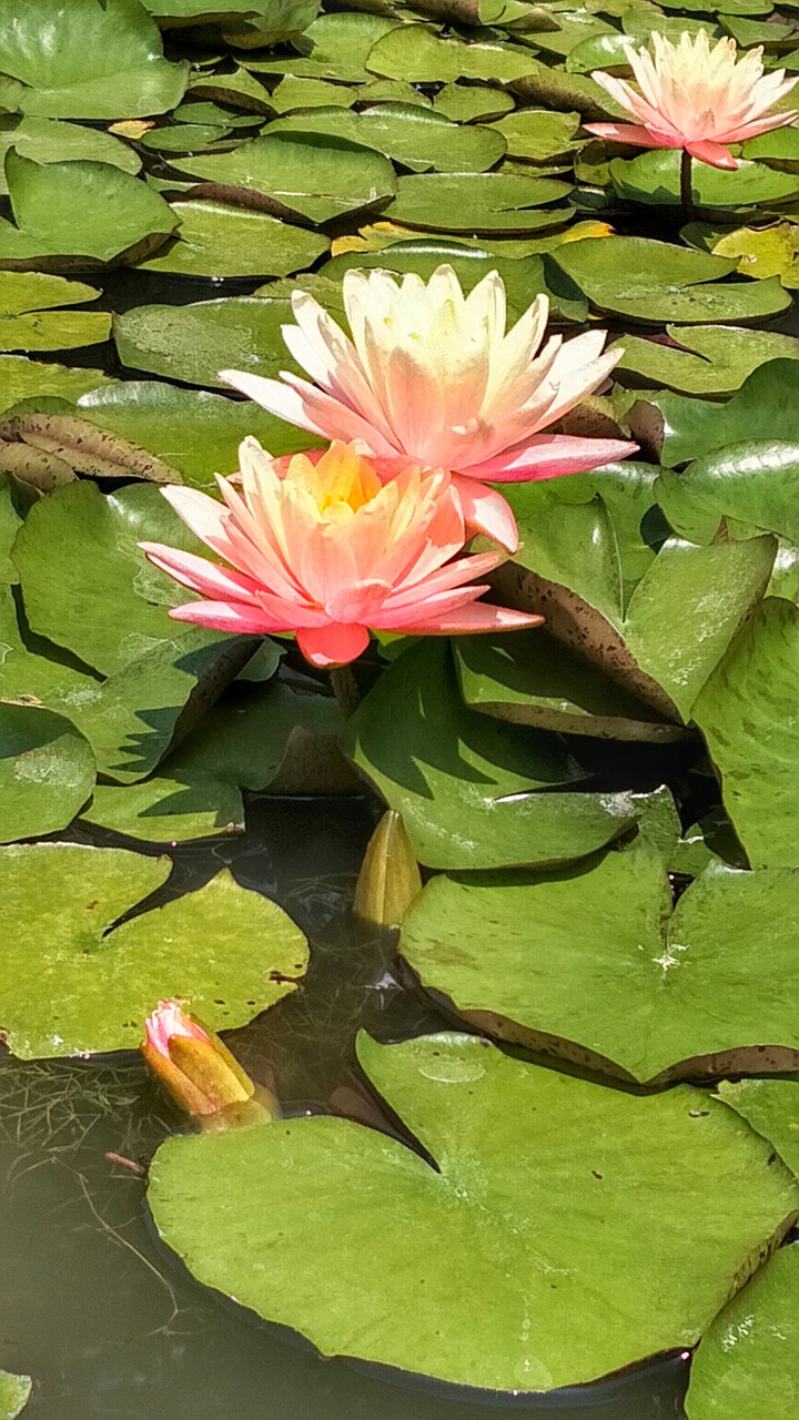 water flower lotus free photo