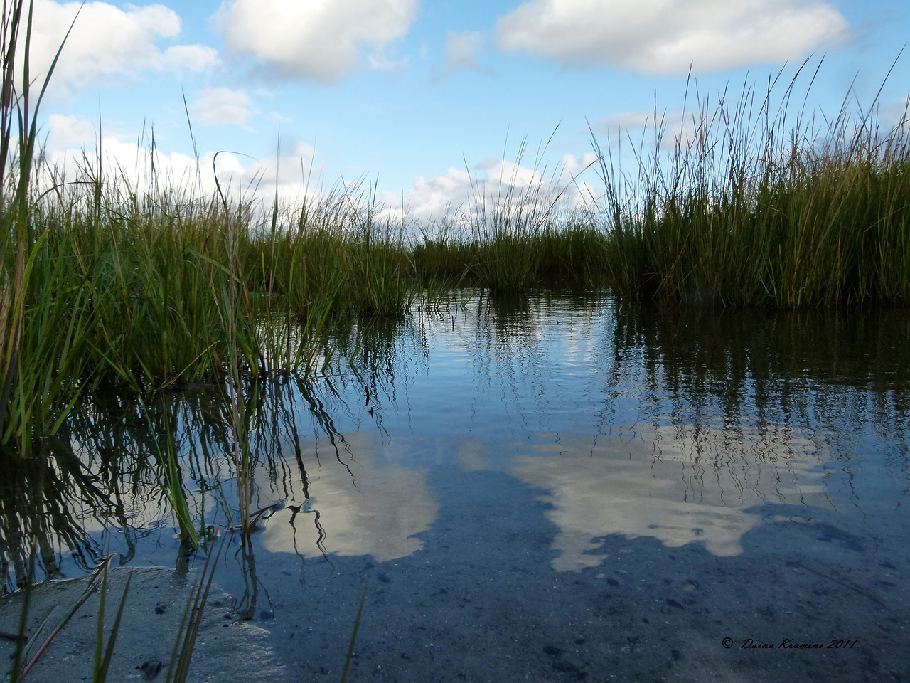 water marsh grass free photo