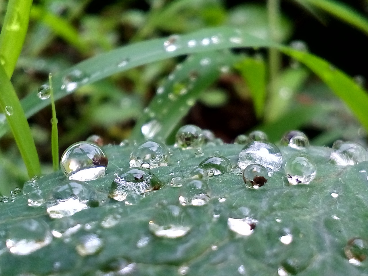 water leaf nature free photo