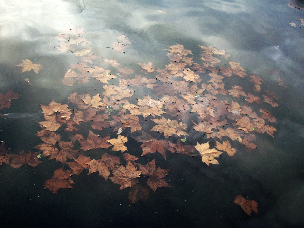 Листья в пруду