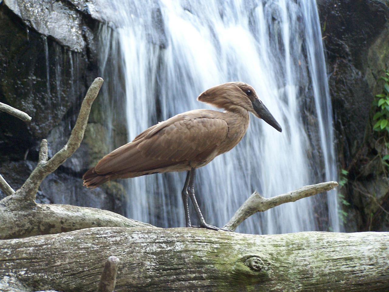 water bird animal free photo