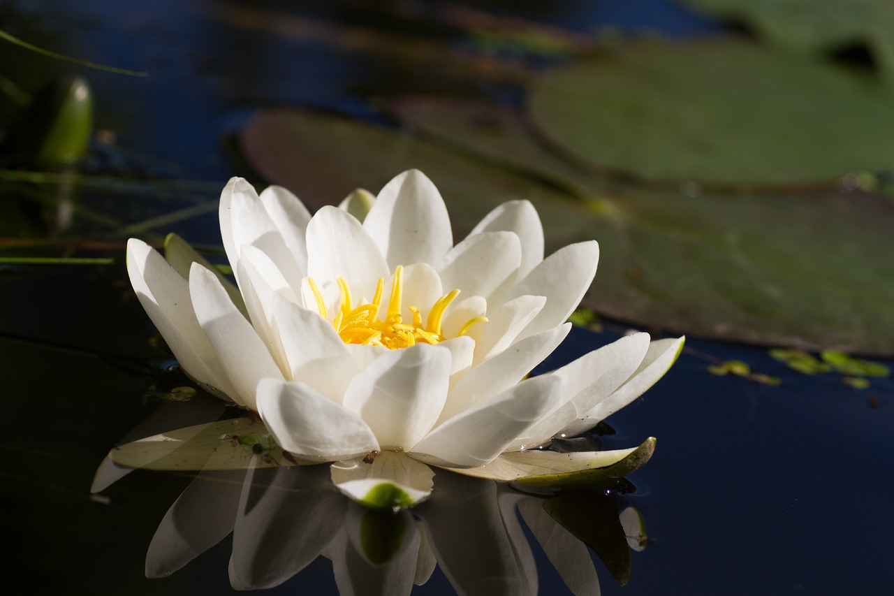 water flower nature free photo