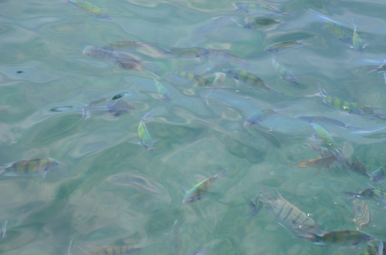 water sea fish free photo