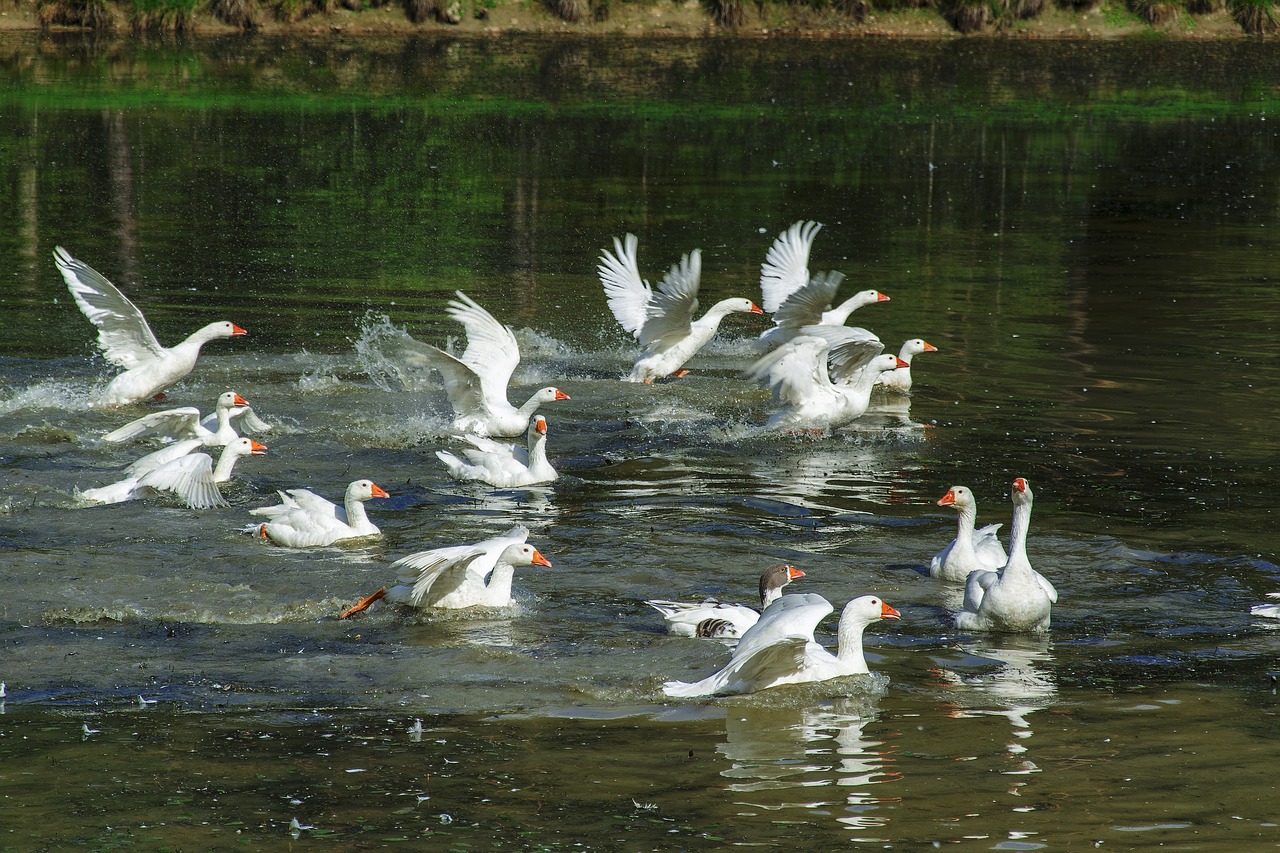 water geese fly free photo