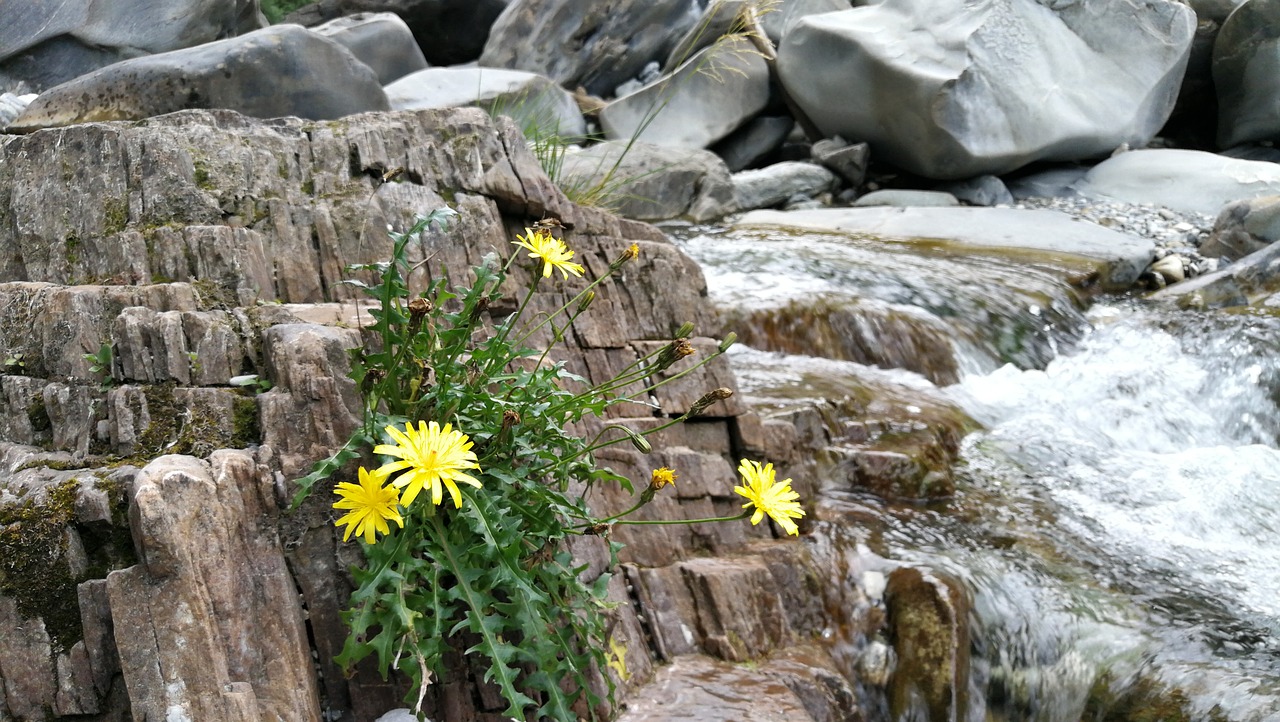 water river flower on the river free photo