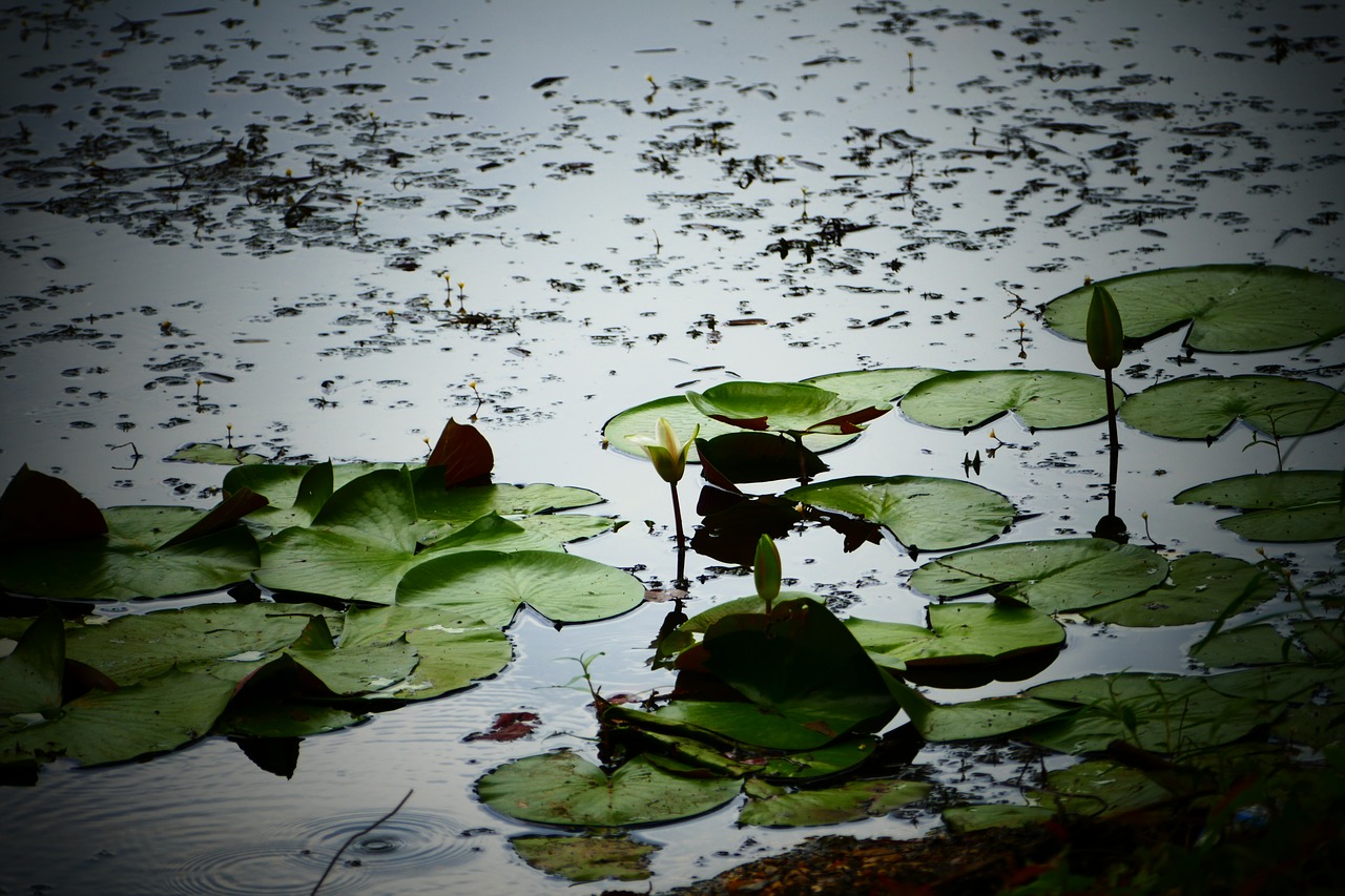 water lily lilies free photo