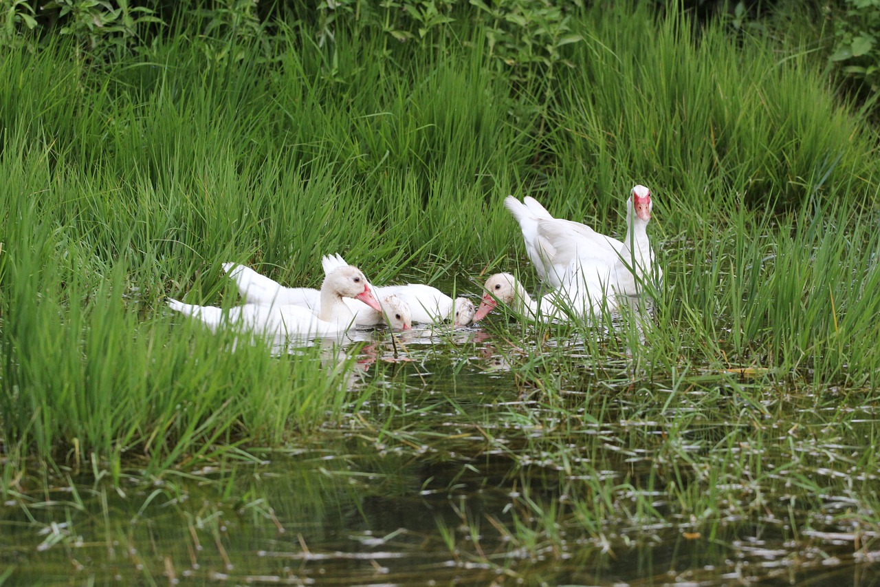 water duck peace free photo