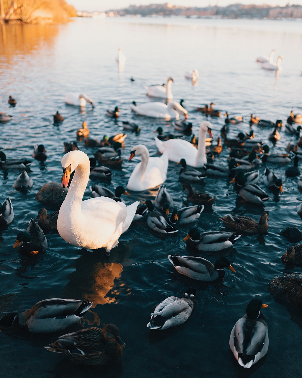 water duck swan free photo