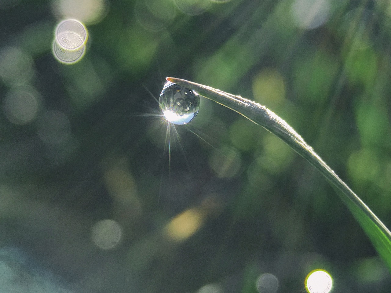 water drop green free photo