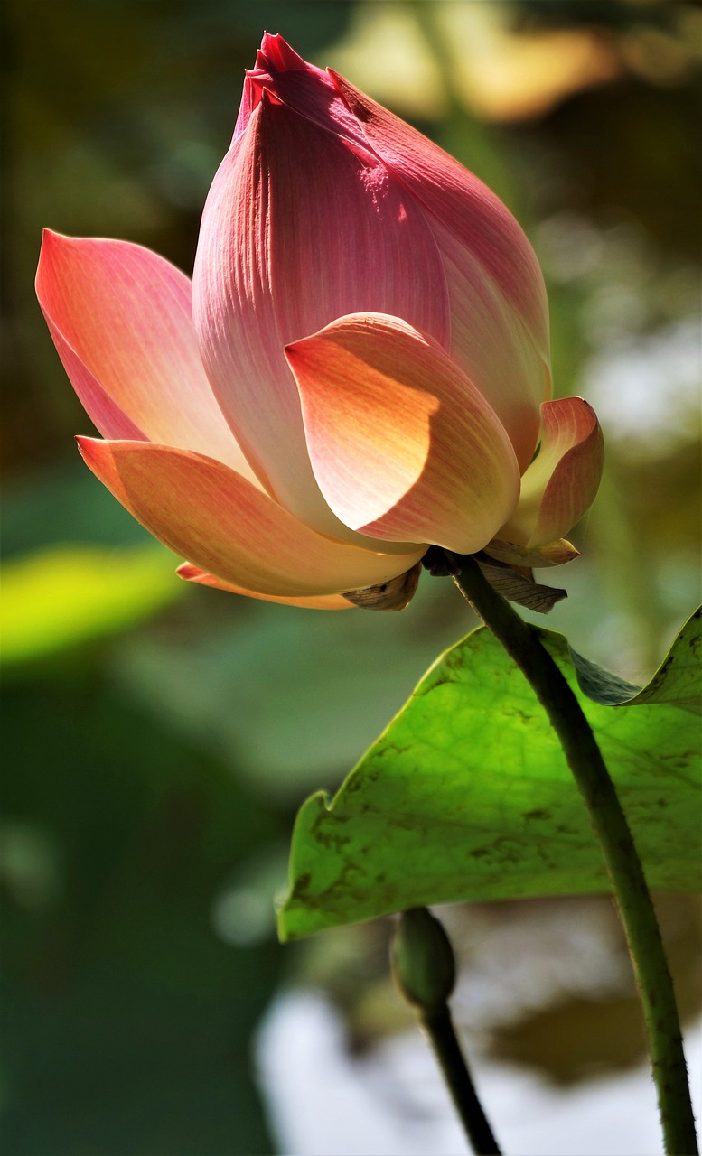 water lily lotus free photo
