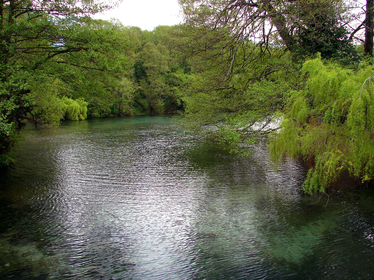 water grey ofelia free photo