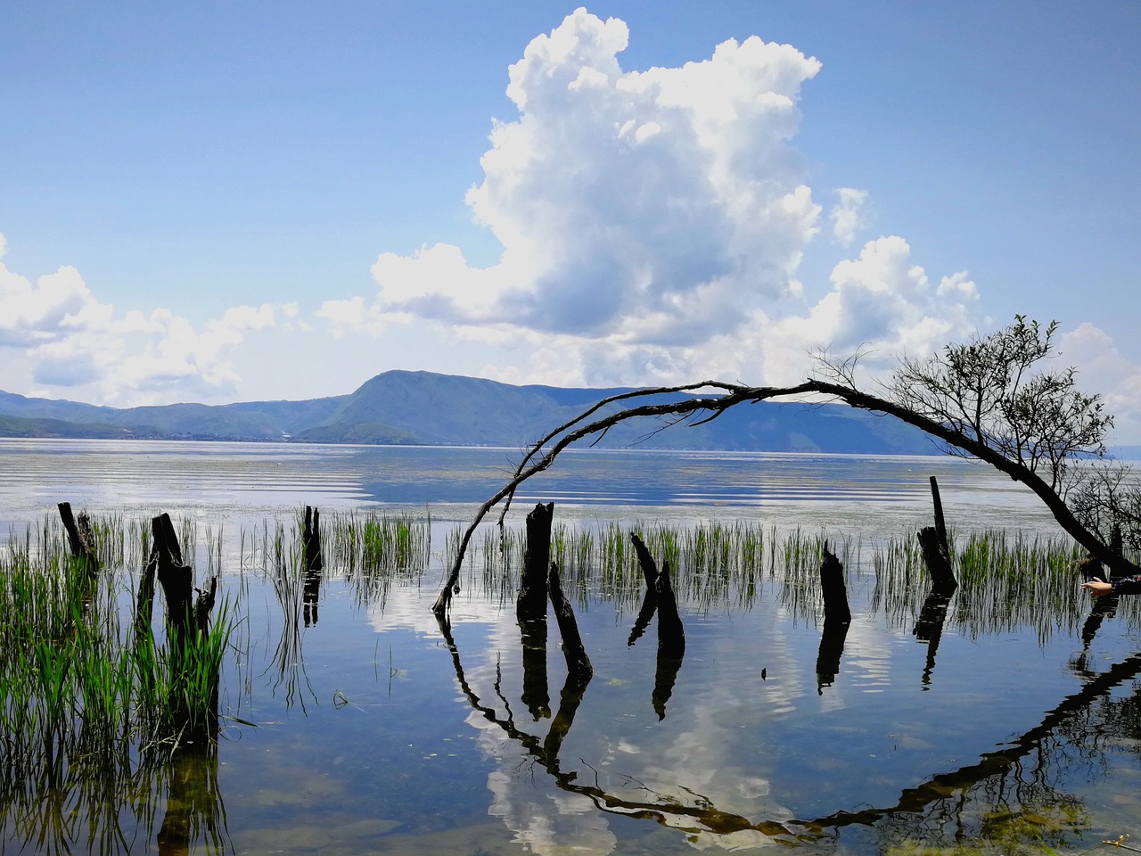 water reflection tree free photo