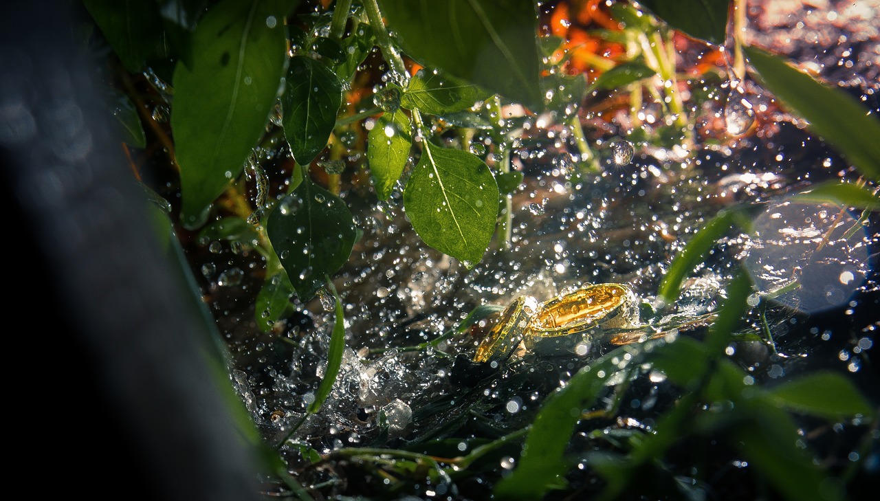 water green leaf free photo