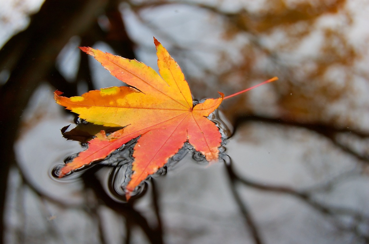 water wet leaf free photo