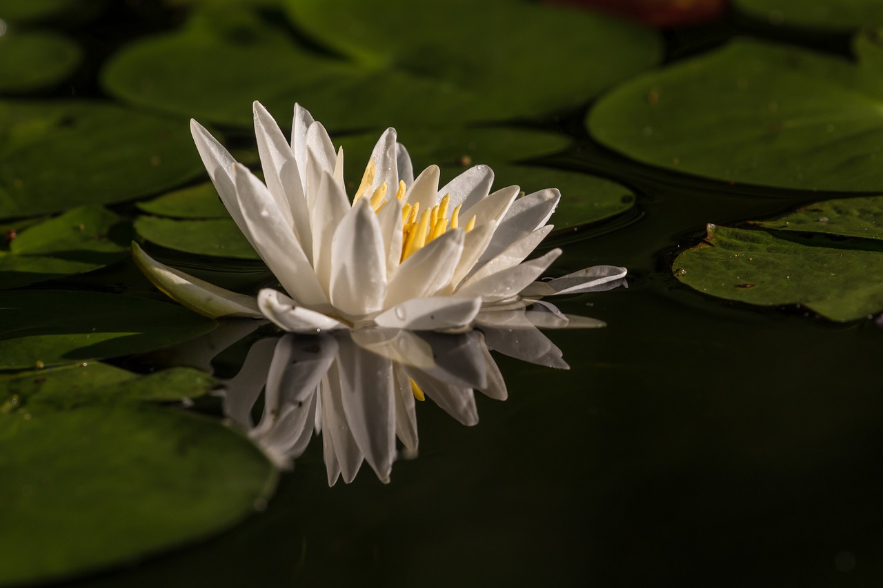 water flower reflection free photo