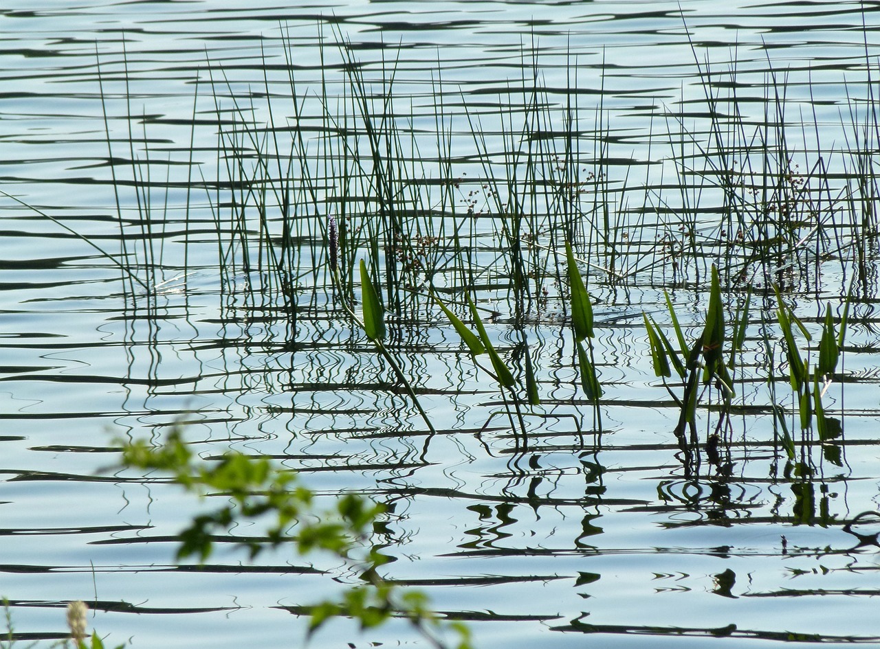 water grass weeds free photo