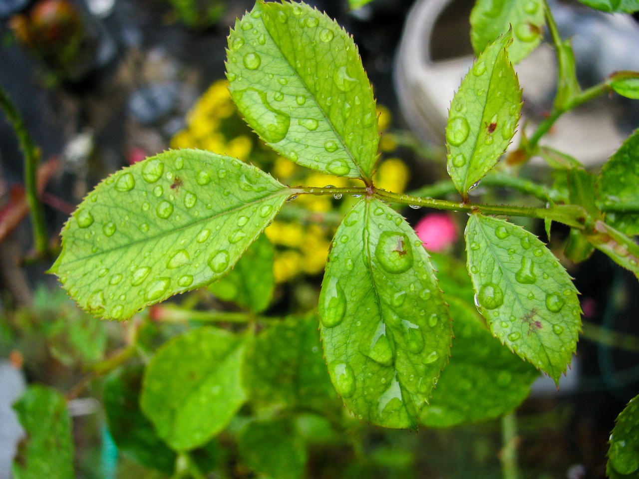 water drops plants free photo