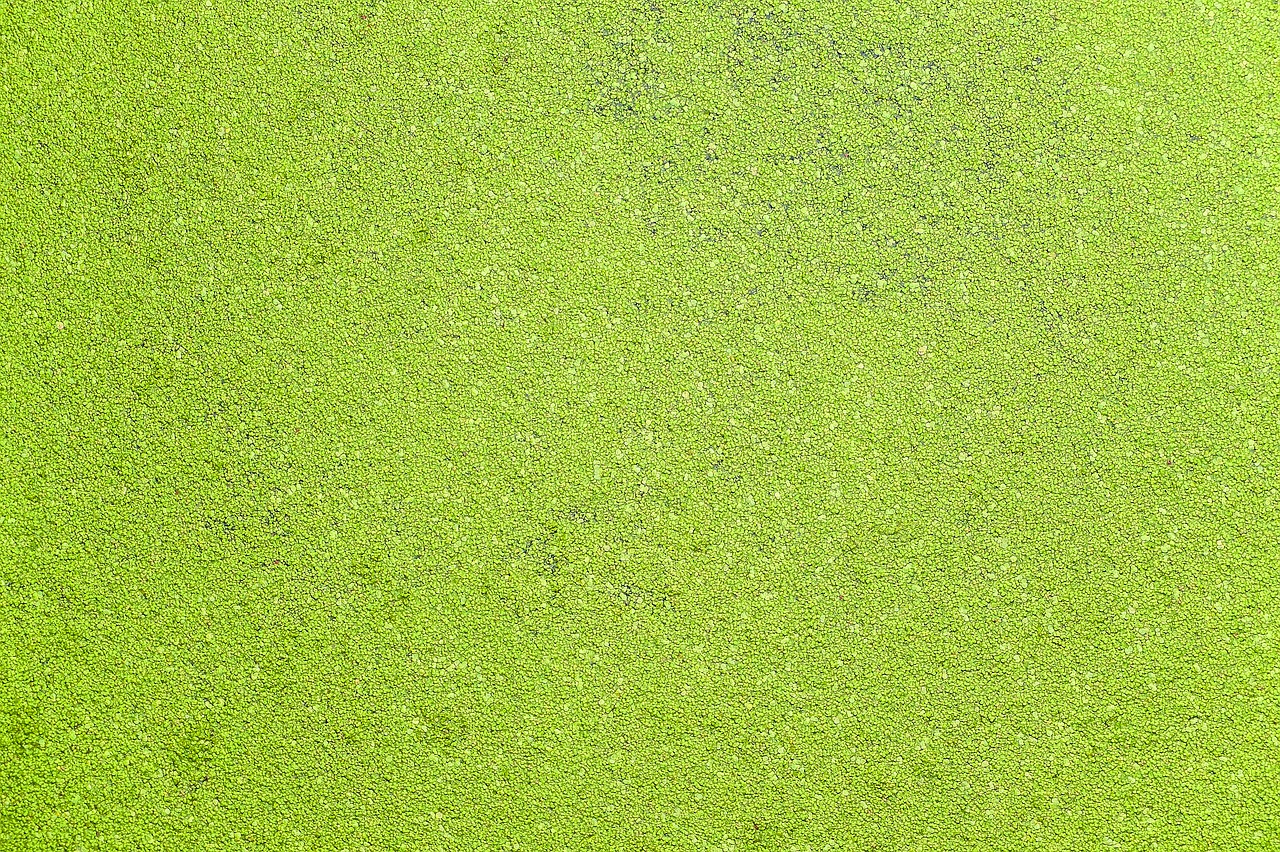 water alga canal free photo