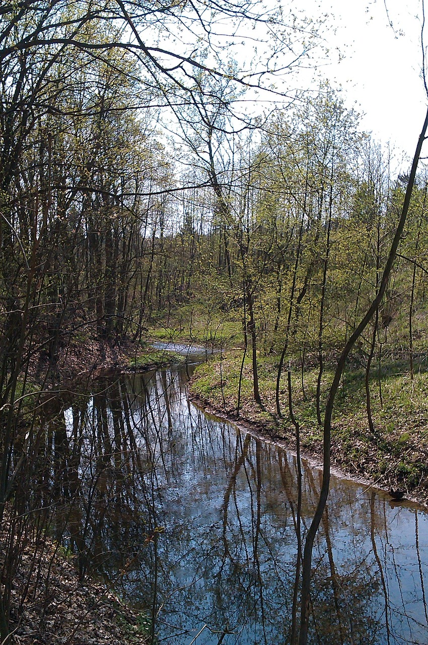 water nature trees free photo