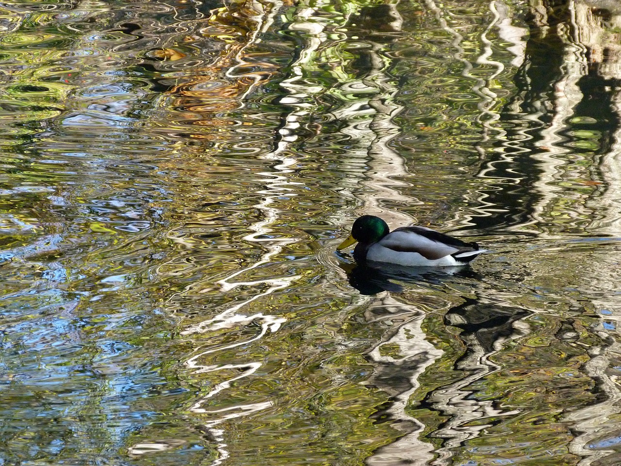 water reflections duck free photo
