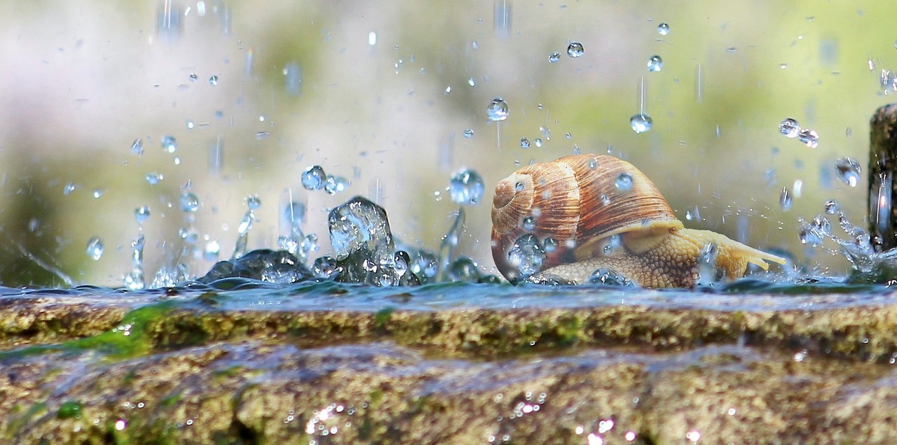 water drops snail free photo