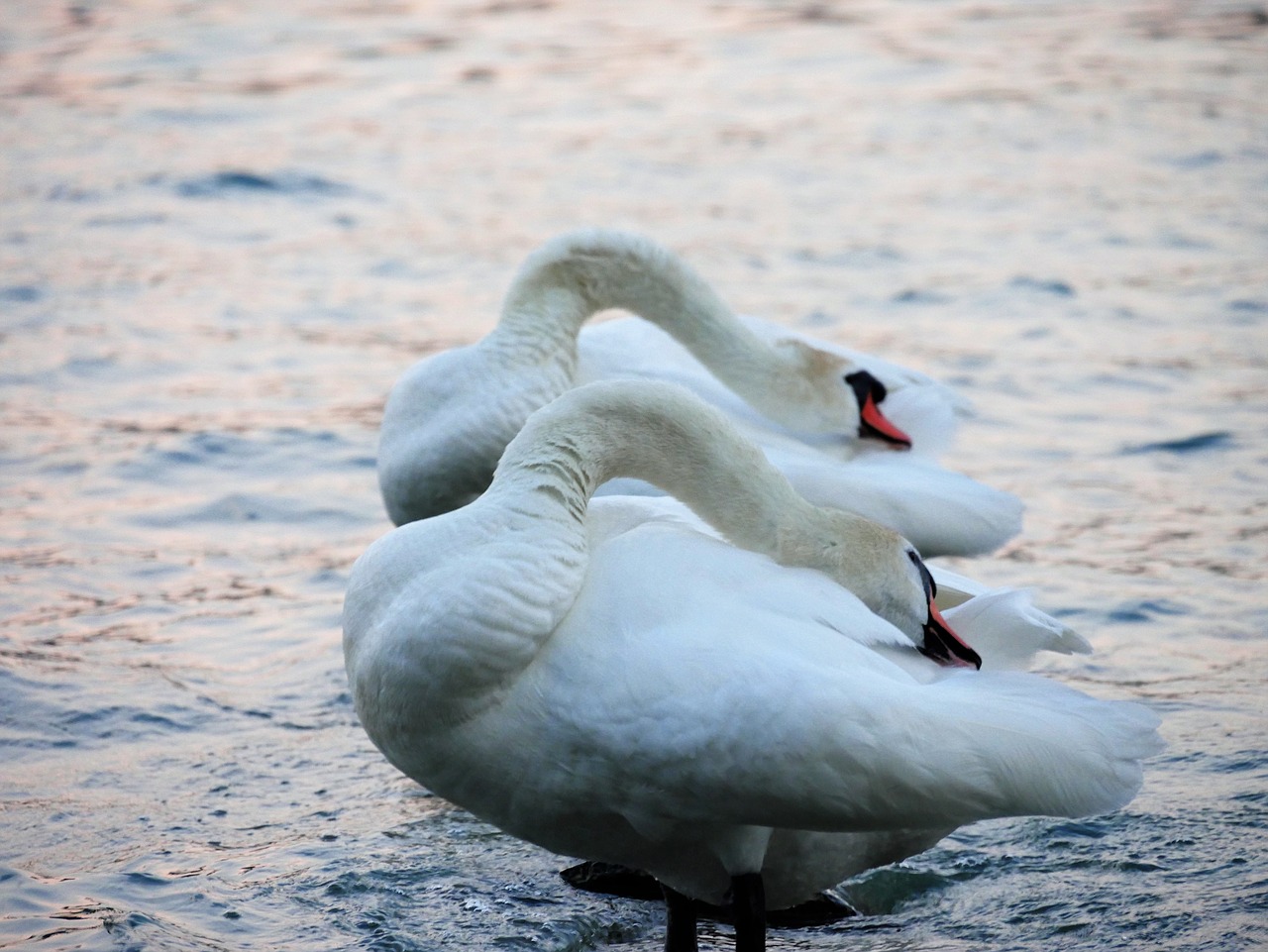 water animals feathers free photo