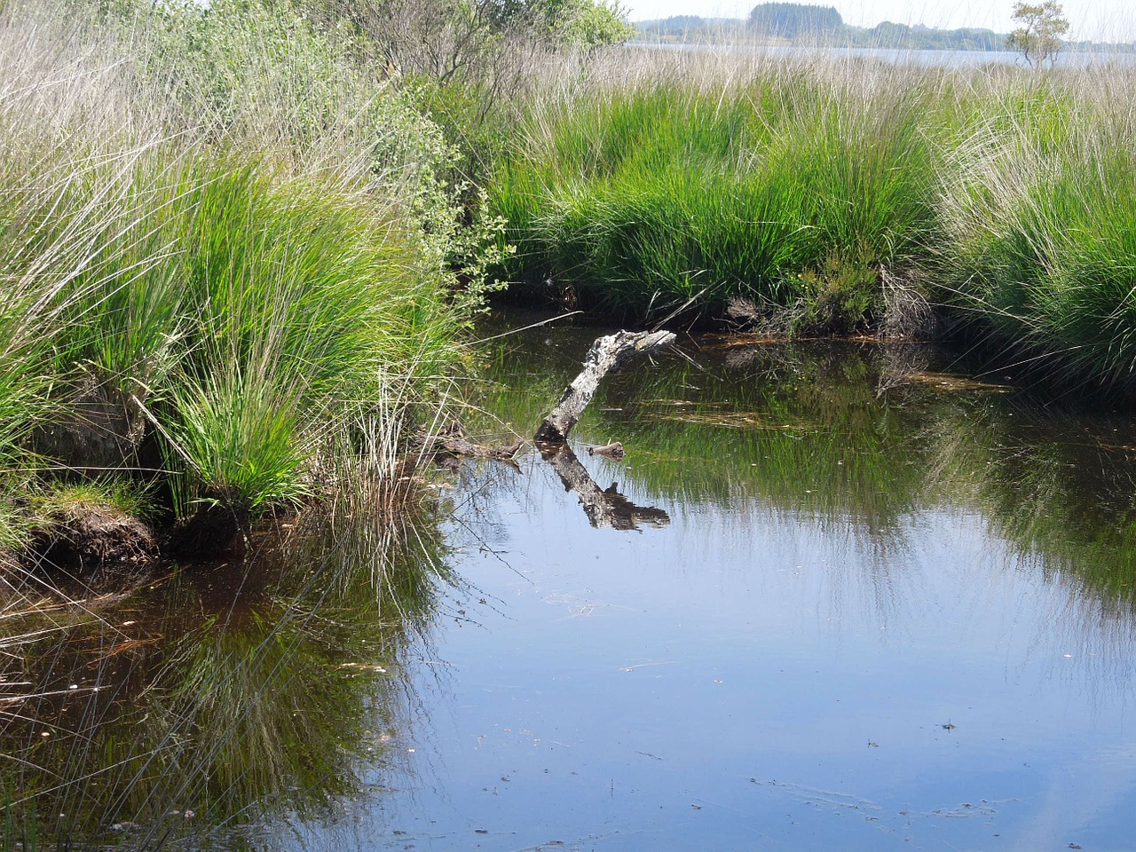 water marsh nature free photo