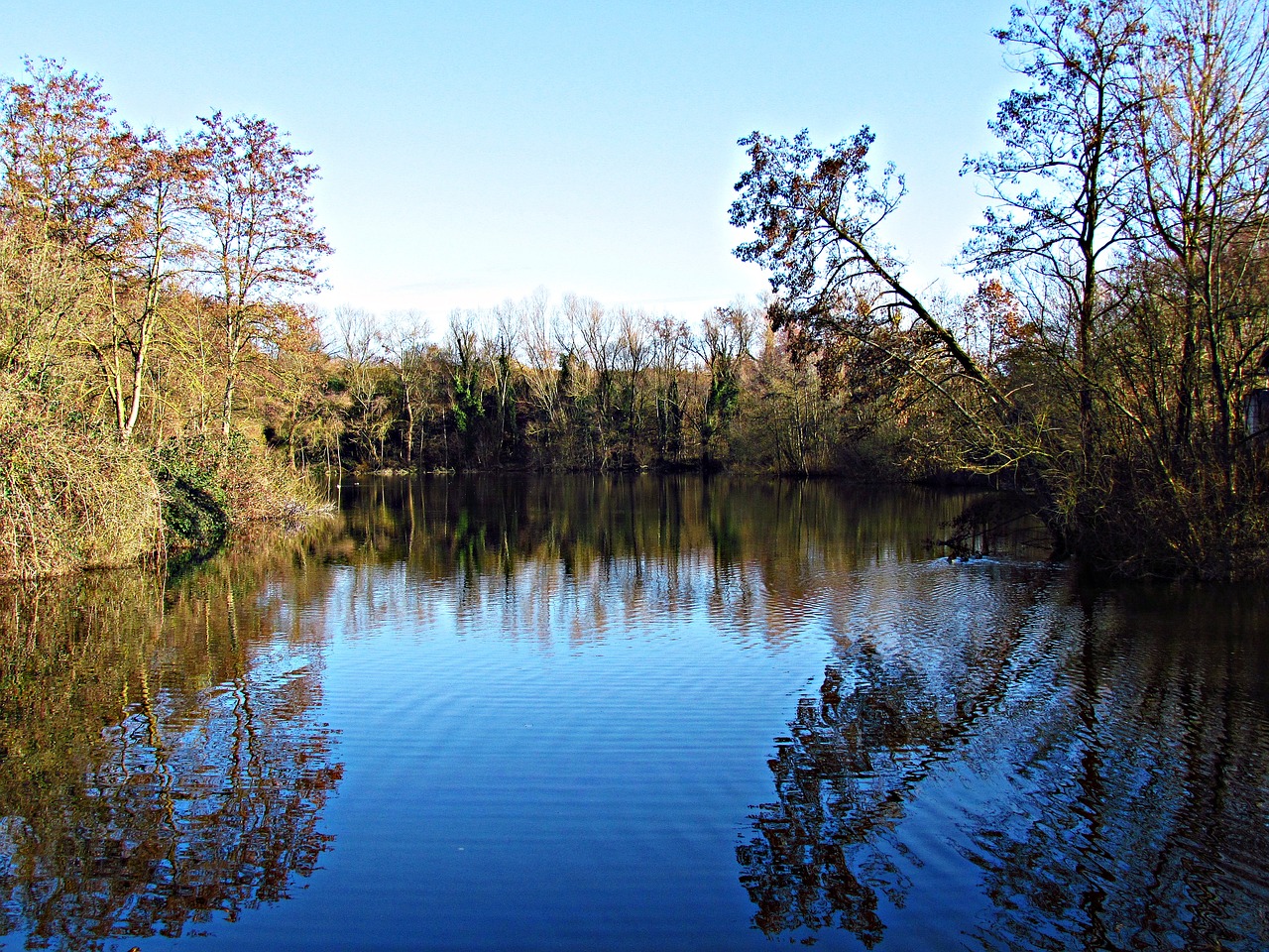 water pond tree free photo