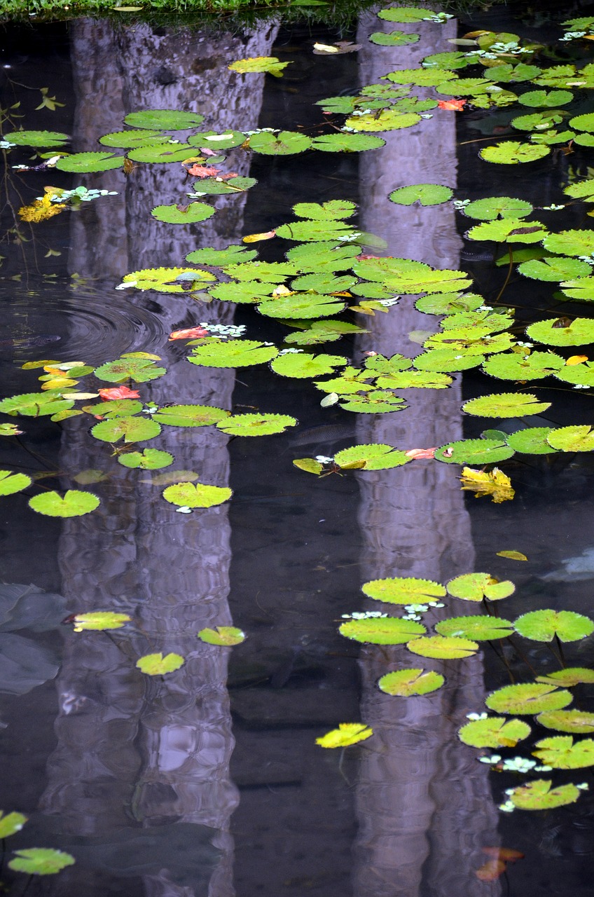 water reflection water lily free photo