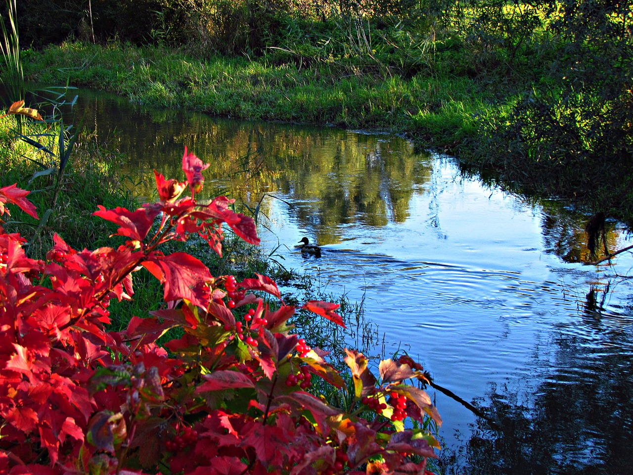water autumn duck free photo