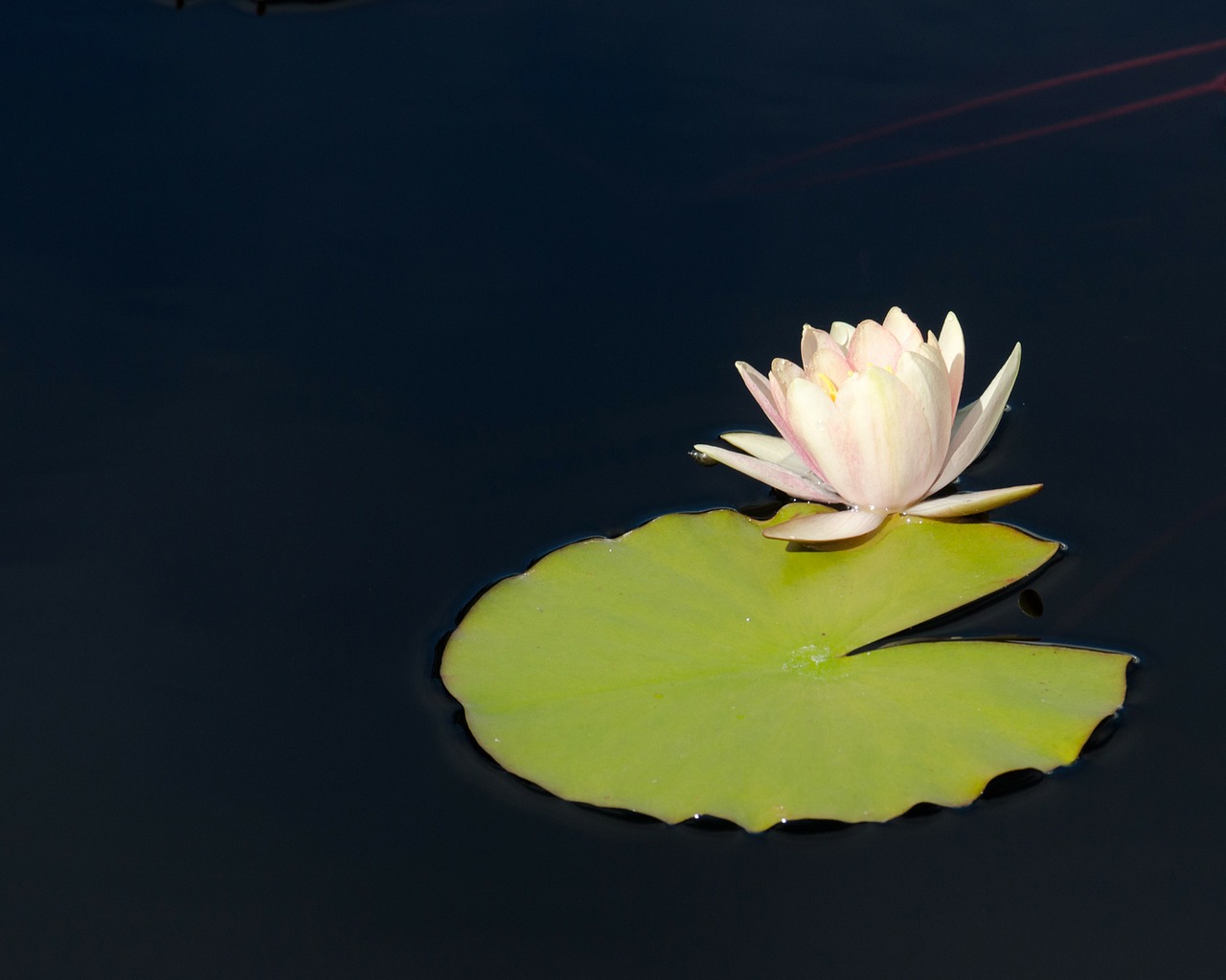 water lily flower free photo