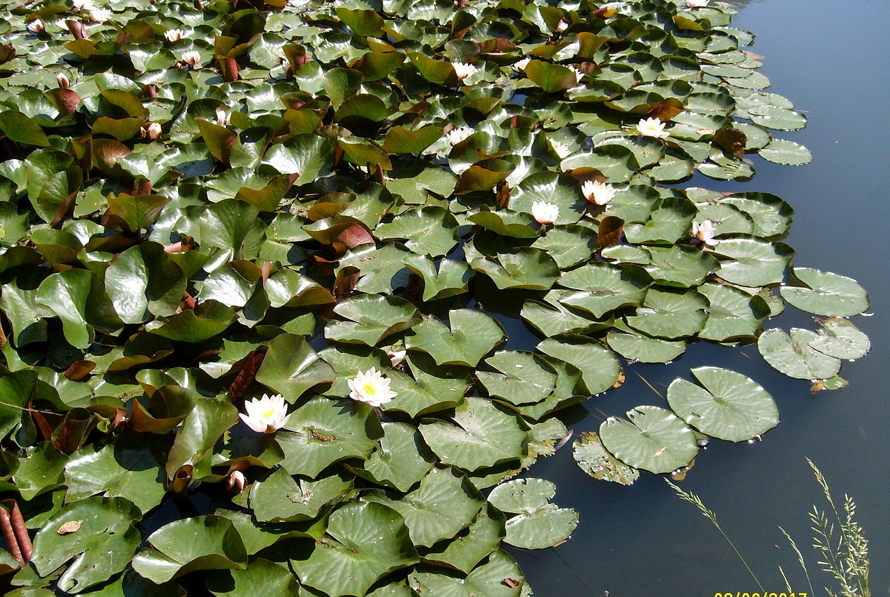 water the beauty of nature water lilies free photo